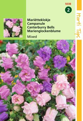 Campanula Medium Calycanthema Gemengd - Hortitops