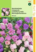 Campanula Medium Calycanthema Gemengd - Hortitops - thumbnail