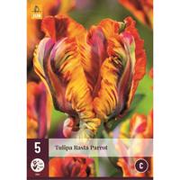 Tulp rasta parrot 5 bollen - thumbnail