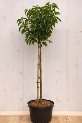 Portugese laurier Prunus lusitanica Myrtifolia h 130 cm st. h 80 cm boom Warentuin Natuurlijk - Warentuin natuurlijk