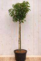 Portugese laurier Prunus lusitanica Myrtifolia h 130 cm st. h 80 cm boom Warentuin Natuurlijk - Warentuin natuurlijk - thumbnail