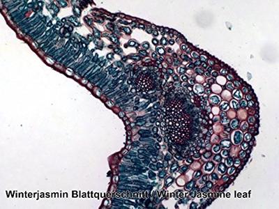 BRESSER Microscoop preparaten 50 stuks - Biologie - thumbnail