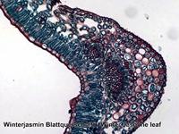 Bresser Microscoop preparaten 100 stuks - thumbnail