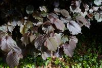 Lambertsnoot - thumbnail