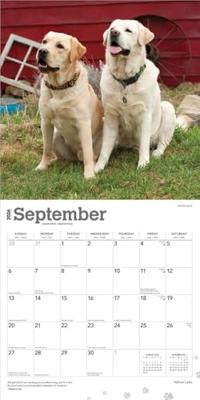 Yellow Labrador Retriever - Gelber Labrador Retriever 2026 - 16-Monatskalender: Original BrownTrout-Kalender [Mehrsprachig] [Kalender]