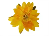 Ubbink Waterlelie grote bloem 16cm geel - thumbnail