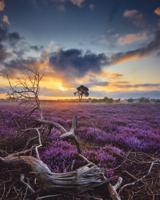 Poster - Bloeiende Heide bij Zonsopkomst, Paars/blauw, Premium Print - thumbnail