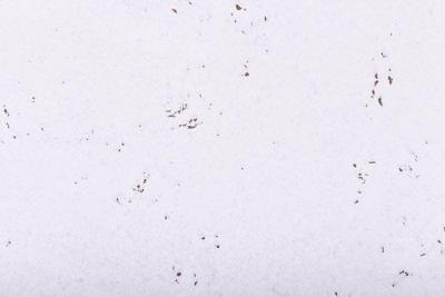 Kurk Kurk Tegel Snow 3 mm dik - 2096
