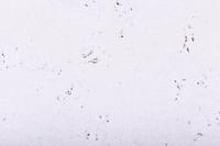 Kurk Kurk Tegel Snow 3 mm dik - 2096 - thumbnail