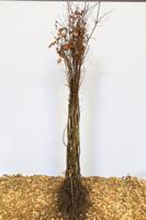 Zomereik - thumbnail