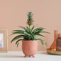 Ananasplant - Ananas Comosus - P12 - thumbnail