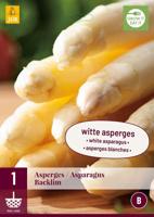 Asparagus Backlim wit 1 bloembol Asperge JUB - Jub - thumbnail