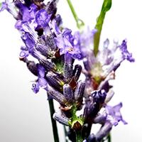 Davidoff Cool Water Man After Shave Balm 100ml Heren - thumbnail