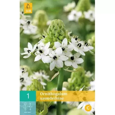 Ornithogalum Saundersiae Bloembol JUB 1 bol - Jub Ornithogalum Saundersiae Bloembol JUB 1 bol - Jub