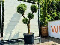 Olijfboom Olea Europaea - Multi Bolvormen - thumbnail