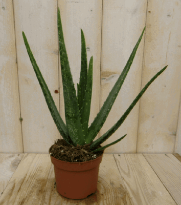 2 stuks! Kamerplant Aloe vera Warentuin Natuurlijk - Warentuin natuurlijk
