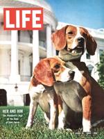 Kunstdruk Time Life - Beagles 30x40cm - thumbnail