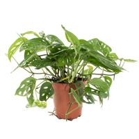 Monstera Adansonii - P 15 cm - thumbnail