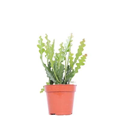 Epiphyllum Anguliger (Zaagcactus) - P 12 cm