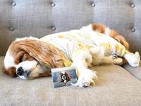 Polaroid ZINK cartridge met 30 prints van 5,0x7,5cm - thumbnail