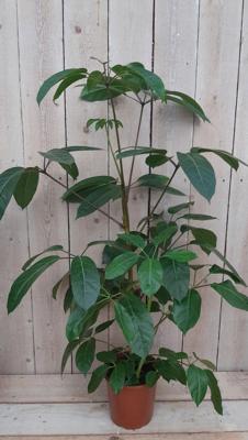 Schefflera Amate kamerplant Vingersboom Warentuin Natuurlijk - Warentuin natuurlijk