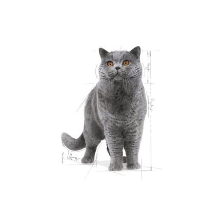 Royal Canin Adult British Shorthair kattenvoer Natvoer (12x85g)