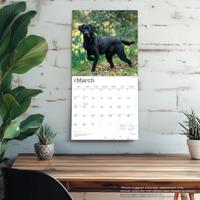 Labrador Retriever Zwart Kalender 2026 - thumbnail