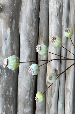 Pavots groen Buitengewoon de Boet - Buitengewoon de boet Pavots groen Buitengewoon de Boet - Buitengewoon de boet