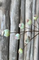 Pavots groen Buitengewoon de Boet - Buitengewoon de boet - thumbnail