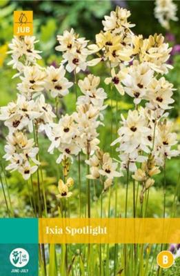 Ixia spotlight bol/knol JUB 20 stuks - Jub