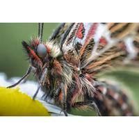 Laowa 100mm F/2.8 2X Ultra-Macro APO Nikon AI - thumbnail