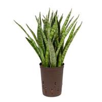 Sansevieria kirkii S hydrocultuur plant - thumbnail