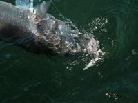 Illex Bonnie 95 (9,5cm) Bone - thumbnail