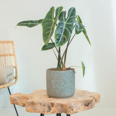 Alocasia Longiloba - P15 Alocasia Longiloba - P15