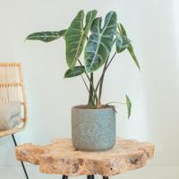 Alocasia Longiloba - P15 - thumbnail