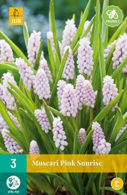 Muscari pink sunrise 3 bollen