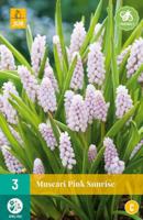 Muscari pink sunrise 3 bollen - thumbnail