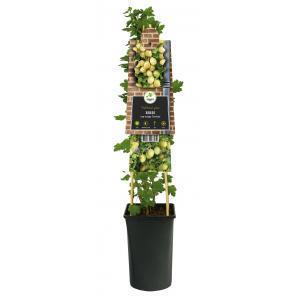 Kruisbes Ribes Uva Crispa Invicta 75 cm klimplant Kruisbes Ribes Uva Crispa Invicta 75 cm klimplant