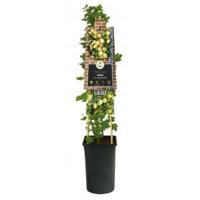 Kruisbes Ribes Uva Crispa Invicta 75 cm klimplant - thumbnail