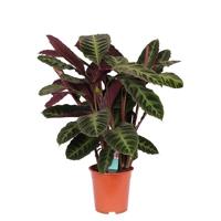 Calathea Warscewiczii (Shadowplant) P 21 cm - thumbnail