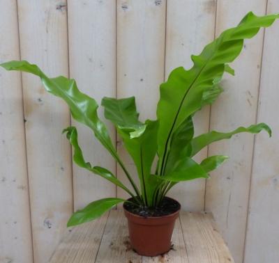 Groene nestvaren Asplenium Warentuin Natuurlijk - Warentuin natuurlijk