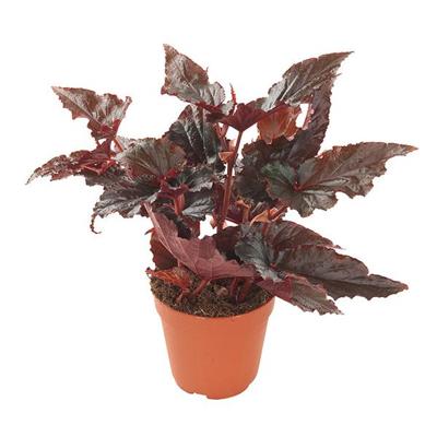 Begonia &apos;Black Magic&apos; - P 12 cm
