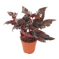 Begonia &apos;Black Magic&apos; - P 12 cm - thumbnail