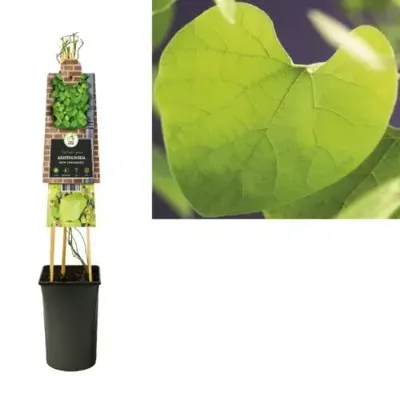 Klimplant Aristolochia durior - Duitse pijp