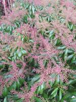 Rotsheide - thumbnail