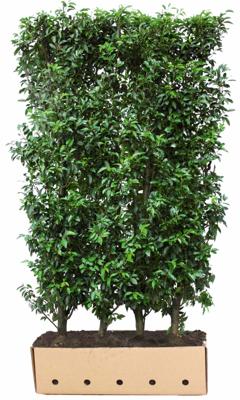 Kant & klaar haag Prunus lusitanica Angustifolia 200 x 100 cm breed Portugese laurier Quickhedge - Quickhedge