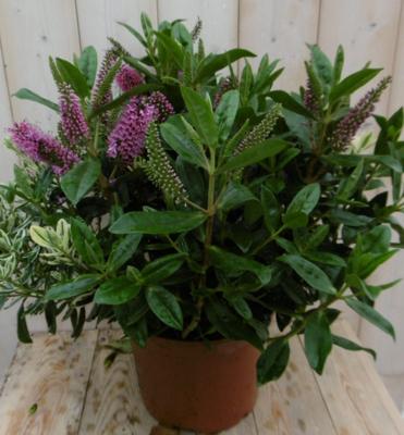 Veronica Hebe Andersonii Roze met bont/donkergroen blad GROOT Warentuin Natuurlijk - Warentuin natuurlijk