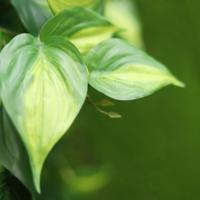 Philodendron Scandens Brasil kunstslinger 180cm - thumbnail