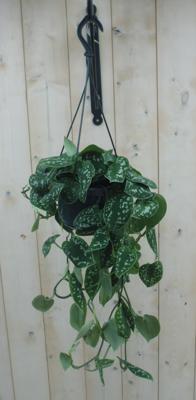 Hangplant Scindapsus Epipremnum grijsgroen Warentuin Natuurlijk - Warentuin natuurlijk