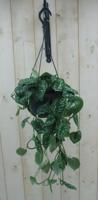 Hangplant Scindapsus Epipremnum grijsgroen Warentuin Natuurlijk - Warentuin natuurlijk - thumbnail